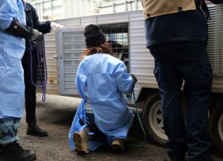 Dogs seized from alleged illegal breeding property