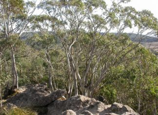 Vegetation over views