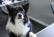 Who’s for top dog?