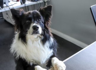 Who’s for top dog?