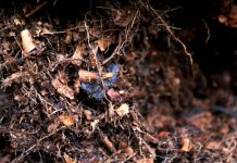 The Compost Conversation – with Joel Meadows