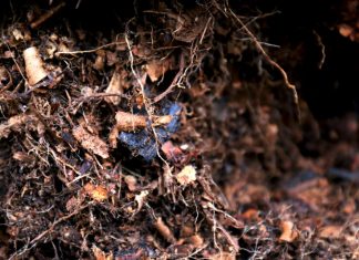 The Compost Conversation – with Joel Meadows