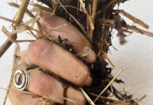 The Compost Conversation – with Mikaela Beckley