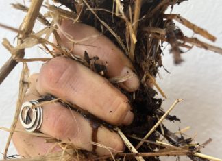 The Compost Conversation – with Mikaela Beckley