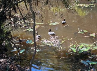 Ducks rescued at Gisborne