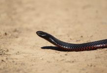Snakes out as weather warms