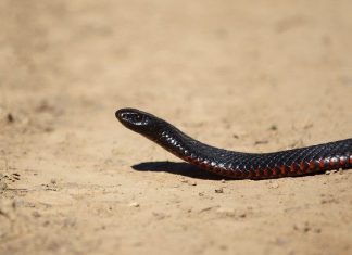 Snakes out as weather warms