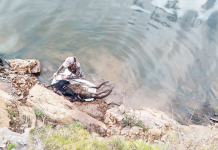 Roo rescued from reservoir