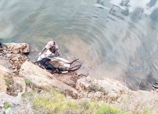 Roo rescued from reservoir