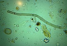 The Compost Conversation – Fungi, the quiet party guest