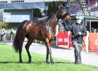 Outsider ready for the Cup