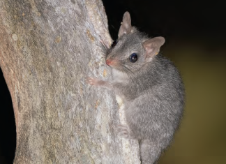 Protecting the valley’s biodiversity