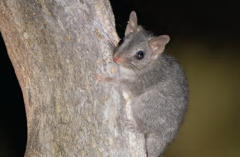 Protecting the valley’s biodiversity