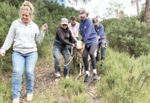 Sheep rescued after eight years in the Wombat State Forest
