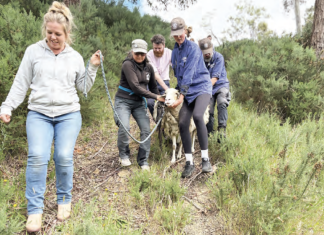 Sheep rescued after eight years in the Wombat State Forest