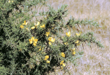 Local landcarer joins taskforce