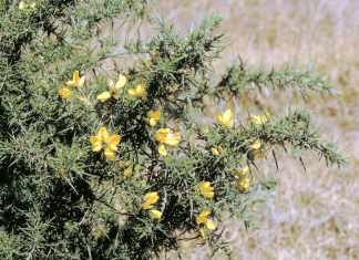 Local landcarer joins taskforce