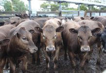 Good yarding of Kyneton weaners