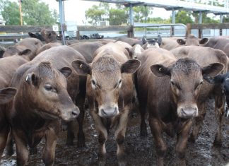 Good yarding of Kyneton weaners