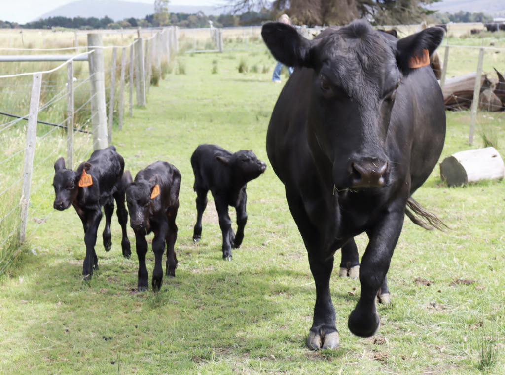 A triple treat at Riddell