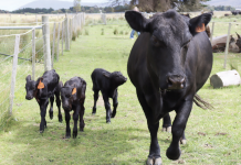 A triple treat at Riddell