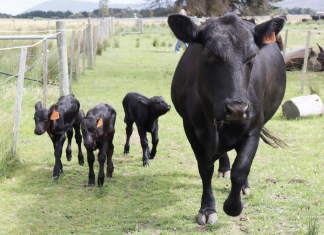 A triple treat at Riddell