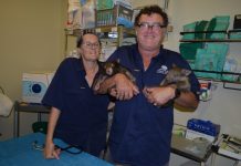 Macropod vet bound for US