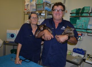 Macropod vet bound for US