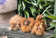 Poultry auctions at Kyneton