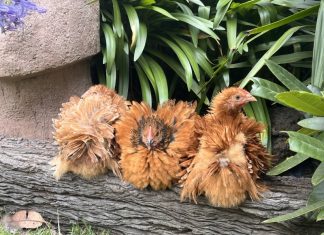 Poultry auctions at Kyneton