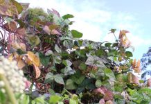 Compost in our autumn garden