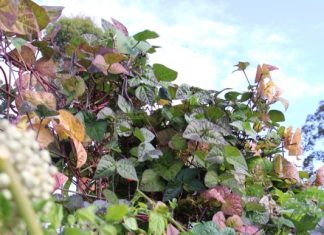 Compost in our autumn garden