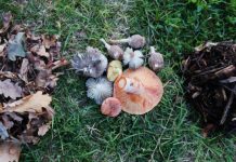 Cellulose, chitin or lignin?