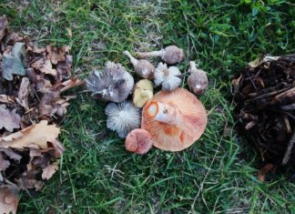 Cellulose, chitin or lignin?