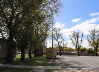 Petition to keep trees fails