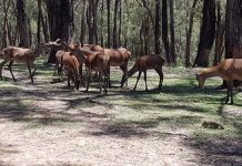 Feral deer forum