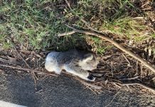 Highest rate of trauma