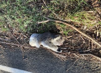 Highest rate of trauma