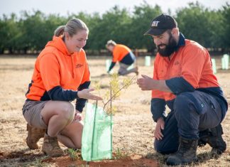 Plant trees for bees