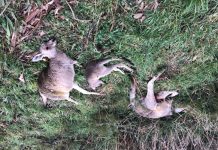 Road “a catastrophe waiting to happen”