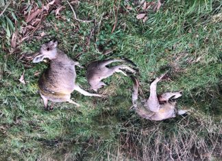 Road “a catastrophe waiting to happen”