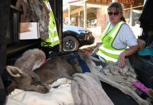 Roo on road to recovery