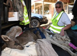 Roo on road to recovery