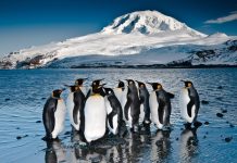 Great White Whale to breach at Castlemaine