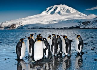 Great White Whale to breach at Castlemaine