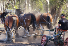 Straight from the horse’s…