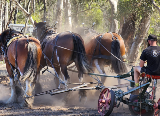 Straight from the horse’s…