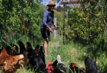 Not foul manure, fowl manure