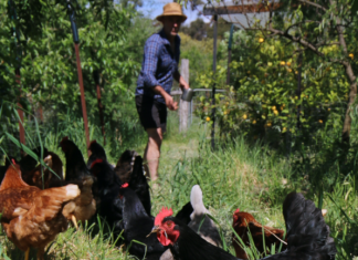 Not foul manure, fowl manure