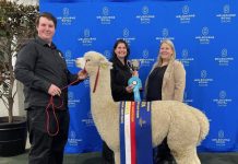 Alpaca perfection for Precision